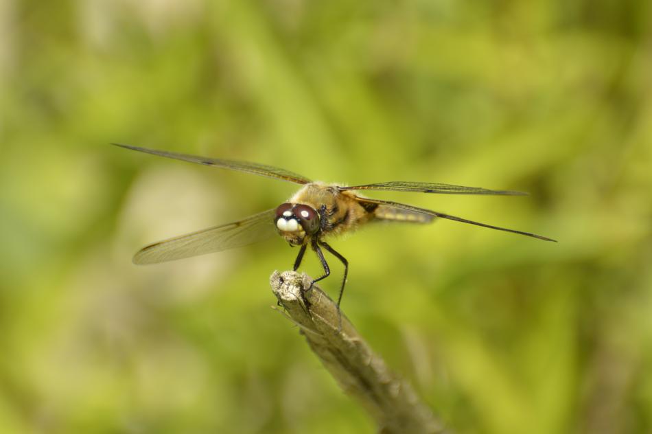 Dragonfly Nature