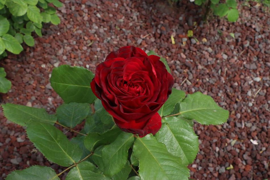 red rose open in the garden