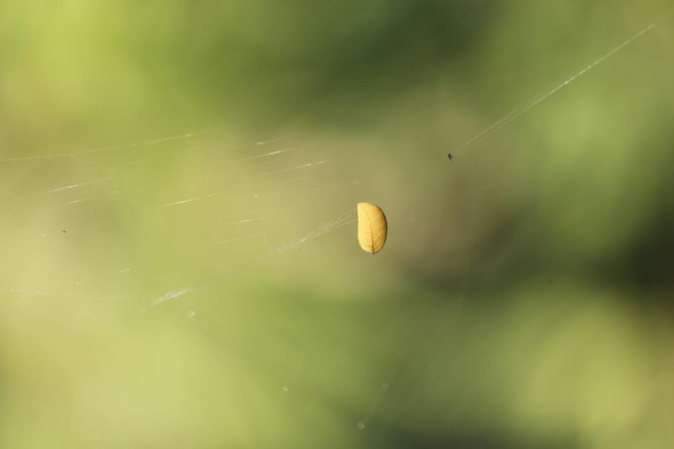 Nature Blur Leaf