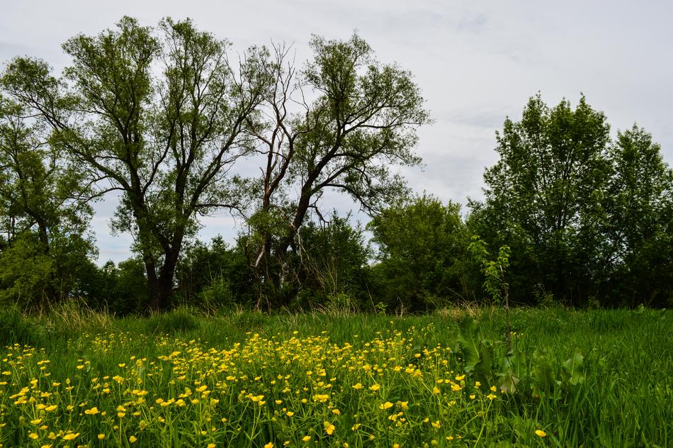 Field Meadow Nature