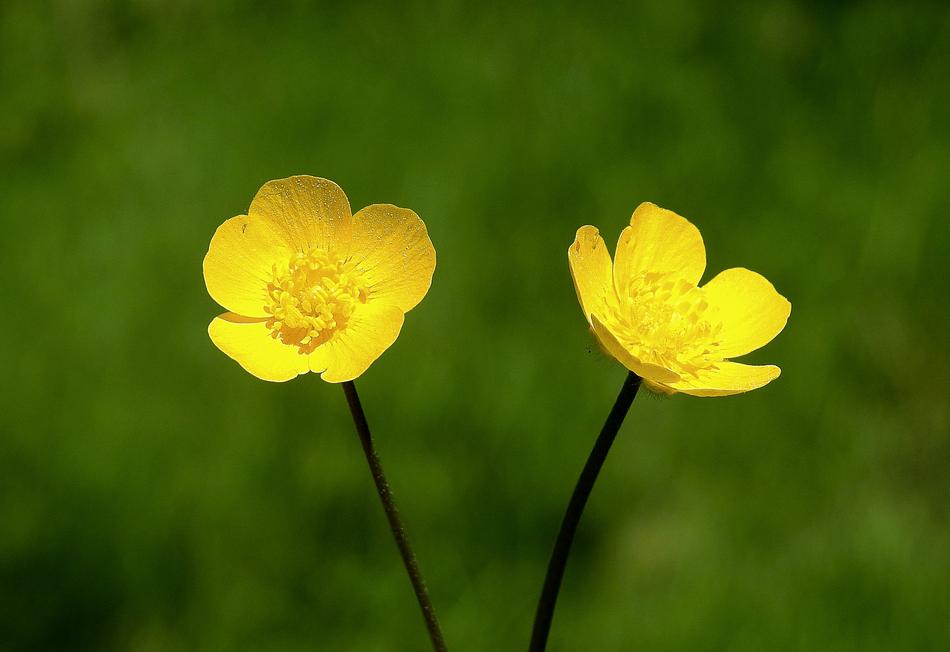 Kaczeniec Yellow Meadow
