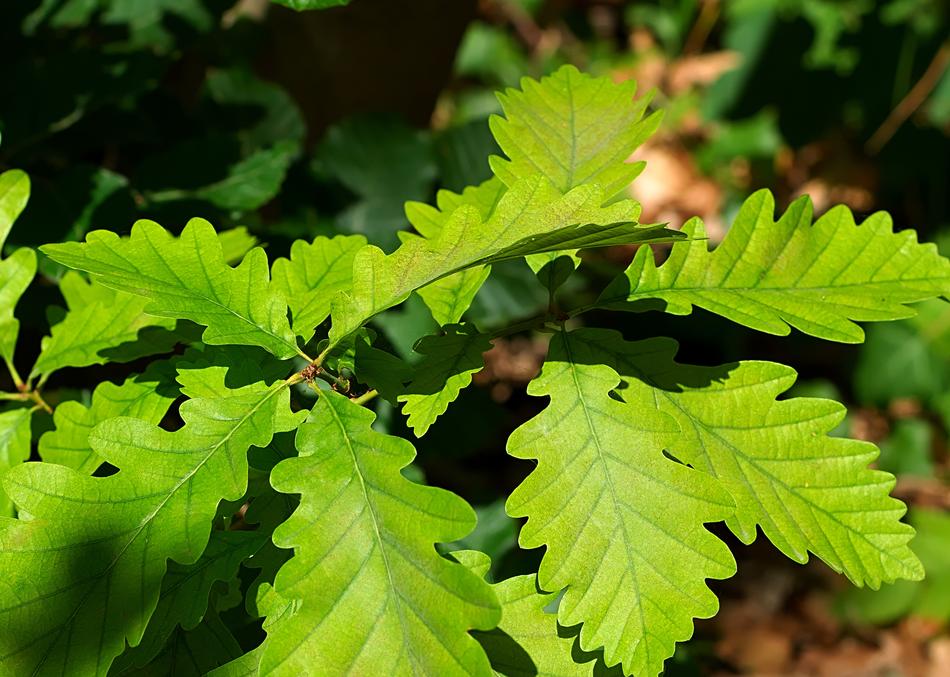 Leaves Forest Green