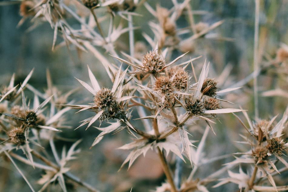 Nature Plant Scratchy