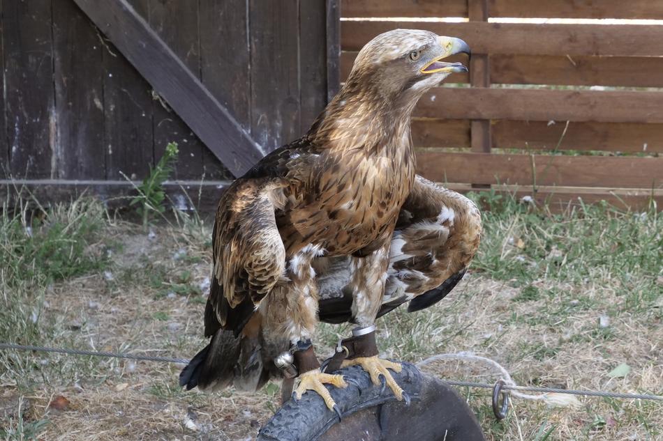 Wild Bird Raptor Of Prey