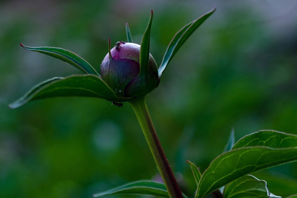 Peony Paeonia Ants