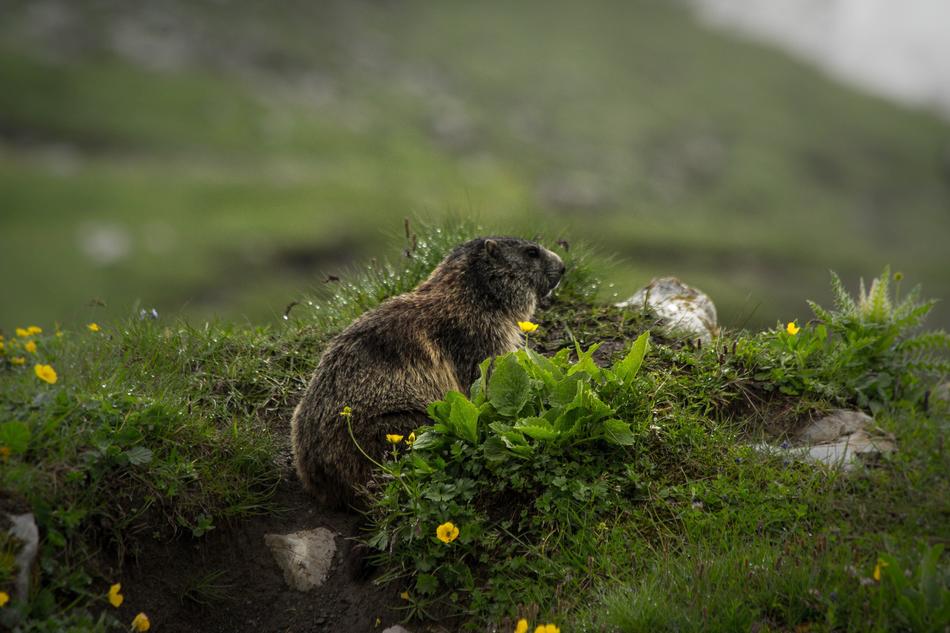 Nature Grass Animal World
