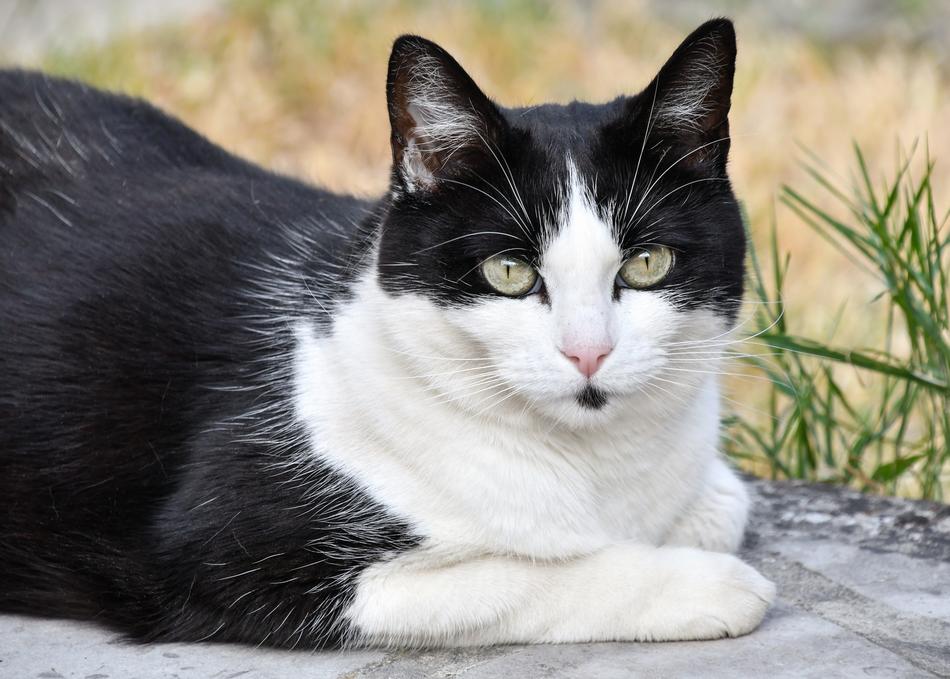 Cat Pussy Feline