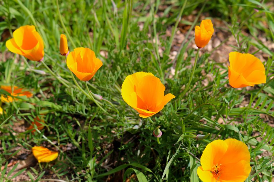 beautiful flowers in a green garden