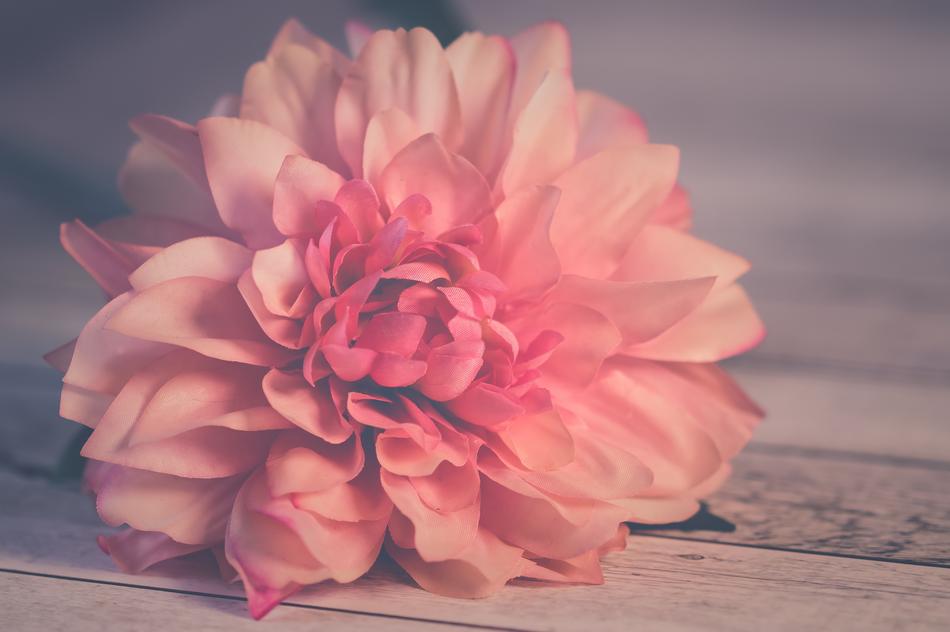 Flower Petals