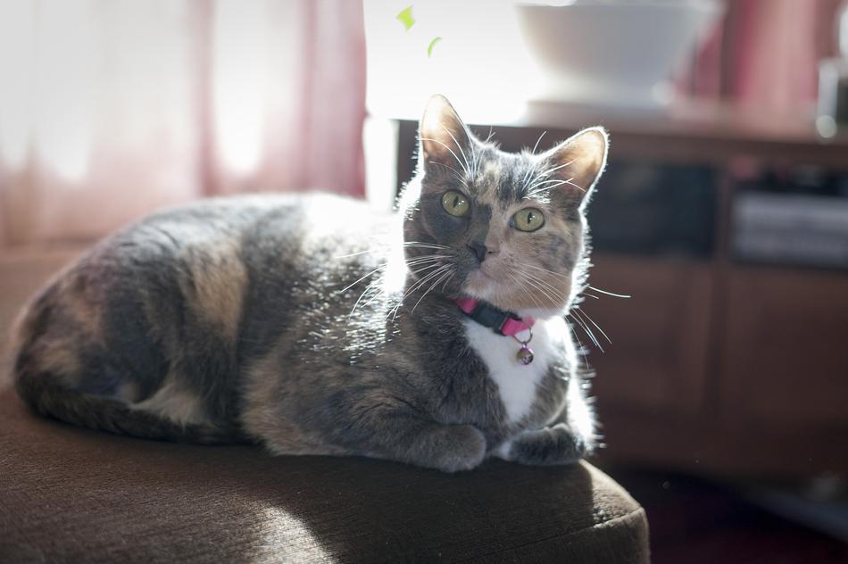 Cat Feline Housecat