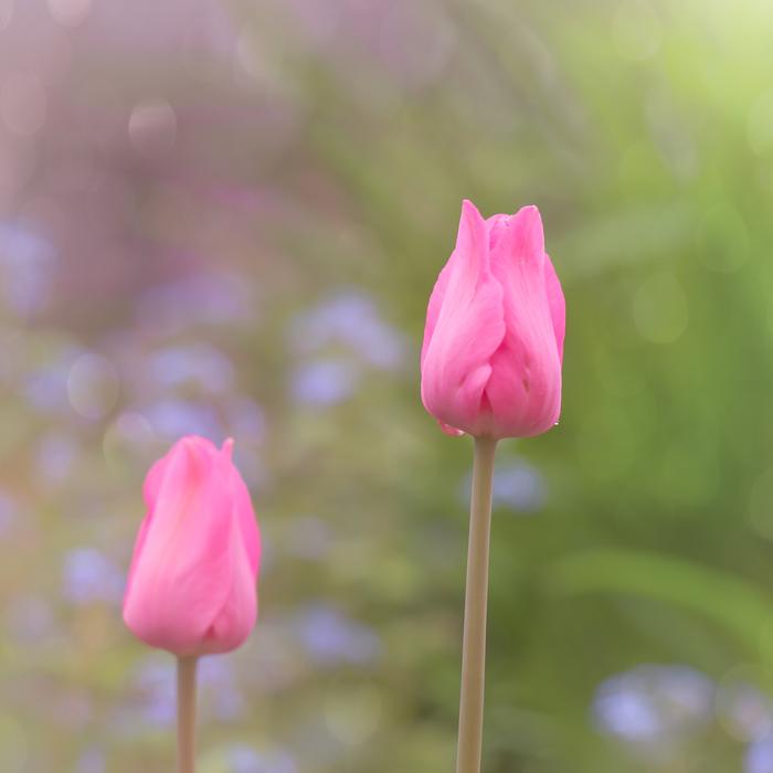 Tulip Spring Nature