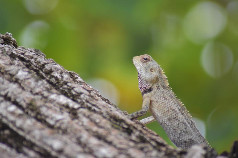 lizard pillar green