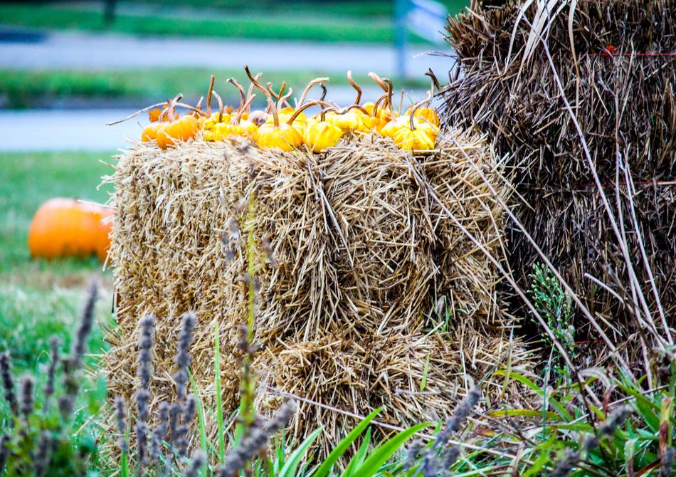 Nature Flora Farm