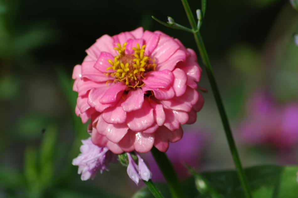 Nature Flower Flora