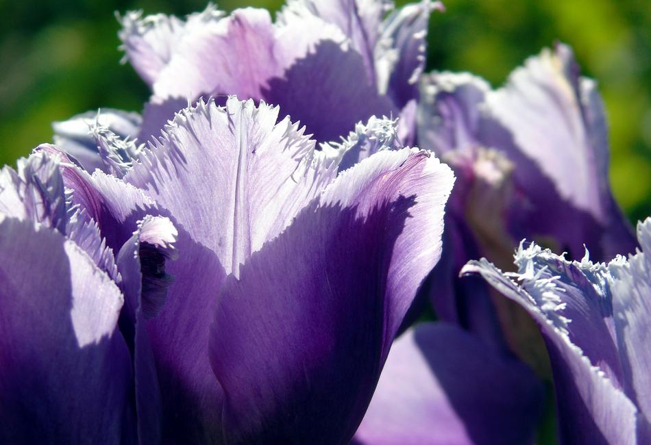 Tulips Purple Spring
