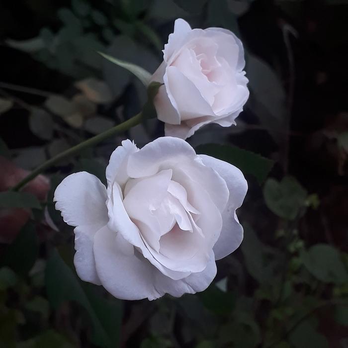Flower Rose Petal