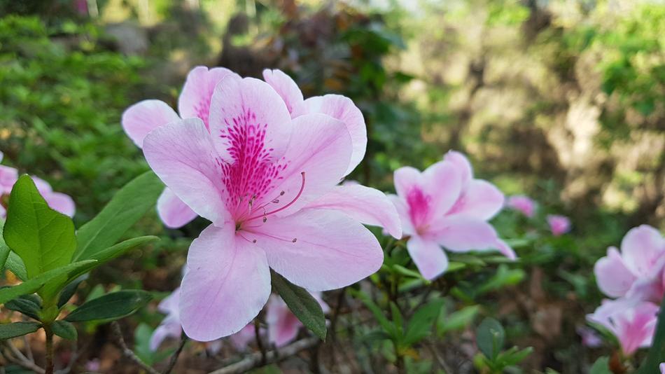 Nature Flower Plant