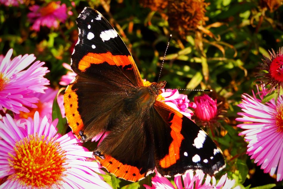 Nature Insect Butterfly Day