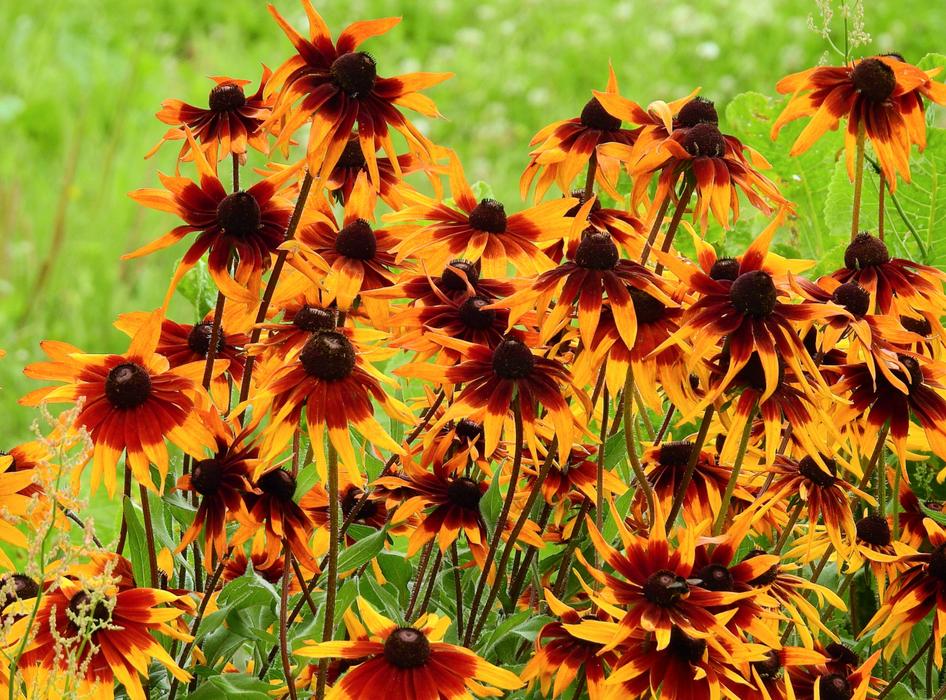 Flowers Nature Beauty