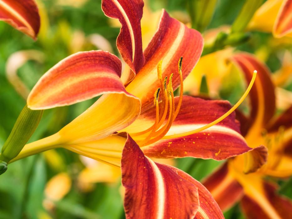 Flower Lily Blossom