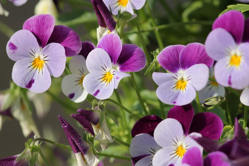 Pansy Blossom macro blur garden