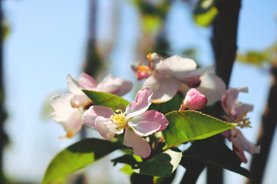 Flower Nature Plant