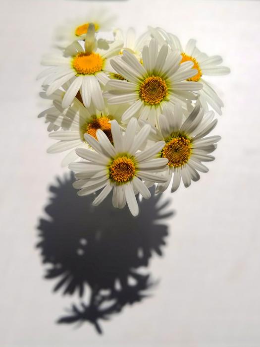 flower bouquet marguerite nature