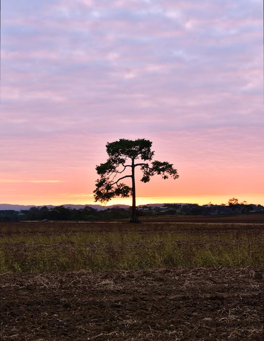 Tree Sky Nature