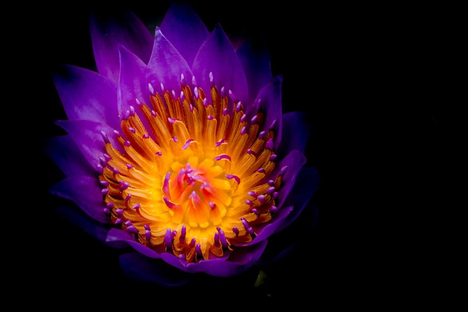Nature Flower Light