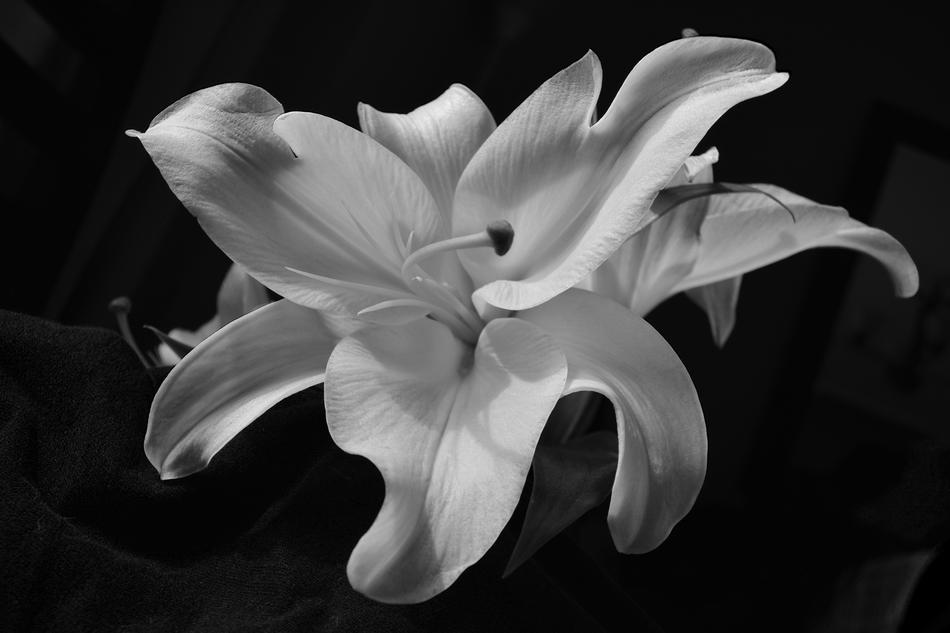 Flower Lily Oriental