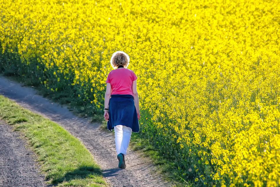 Nature Landscape Field Of