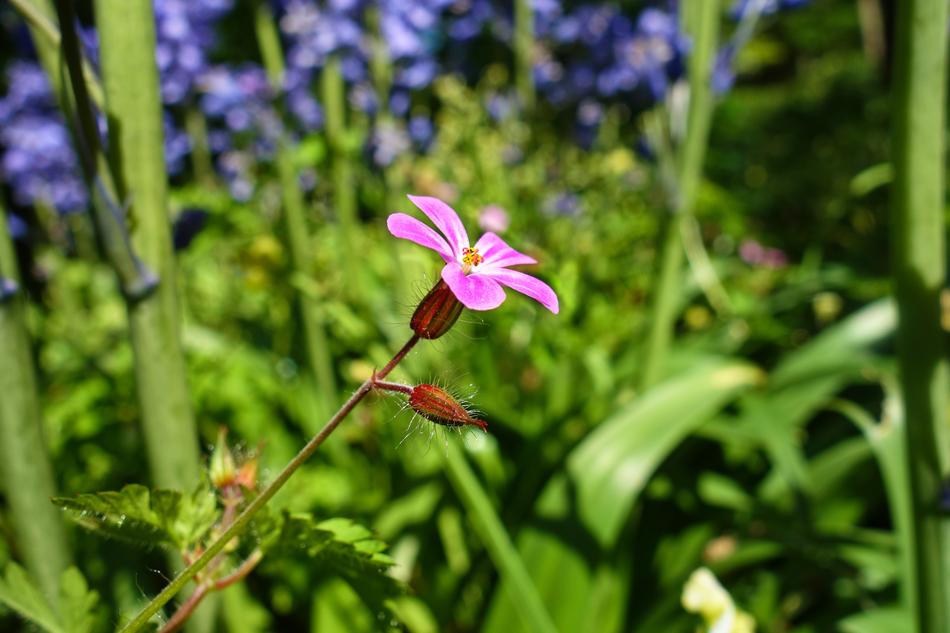 Cranesbill Flower Plant