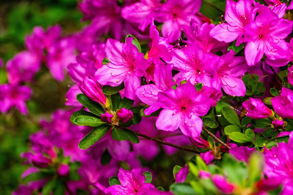 Azalea Flower Spring