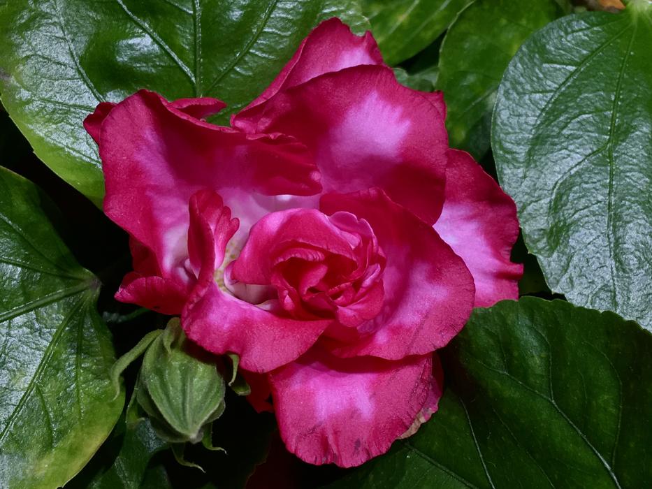 Red Flower Leaves Nature