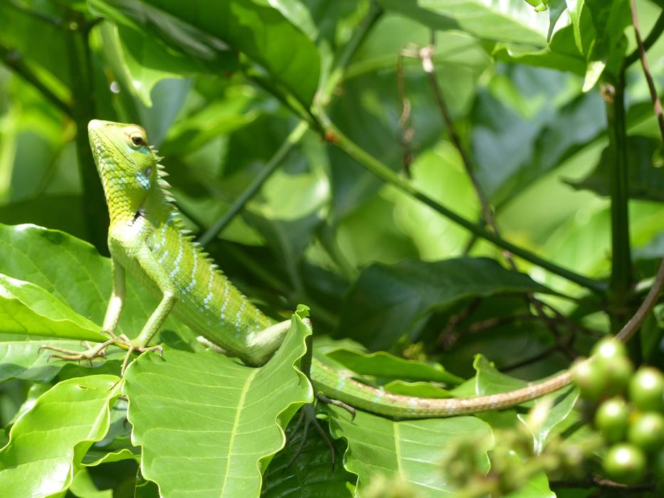 Nature Leaf Outdoor