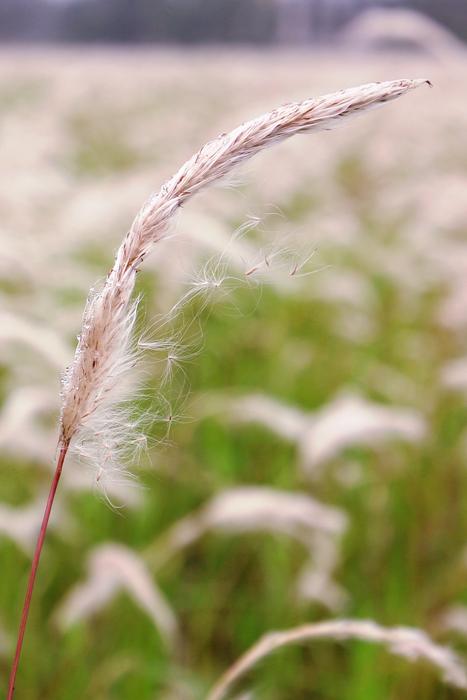 wheat is black and beautiful