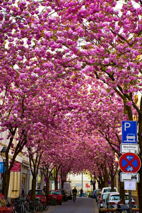 Flower Tree