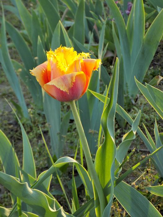 Tulip Botanical Garden Flower