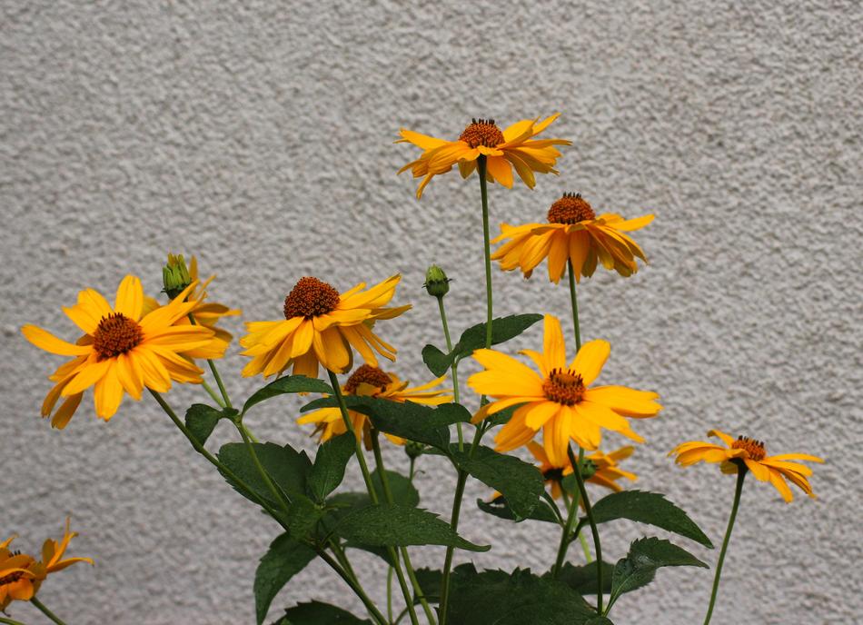 Flowers Yellow macro garden