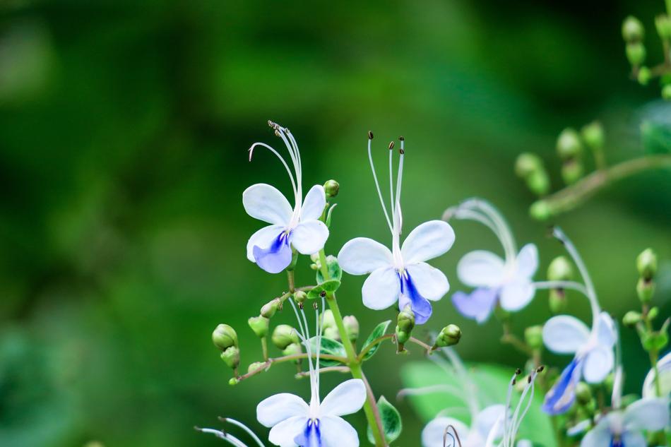Nature Plant Flower