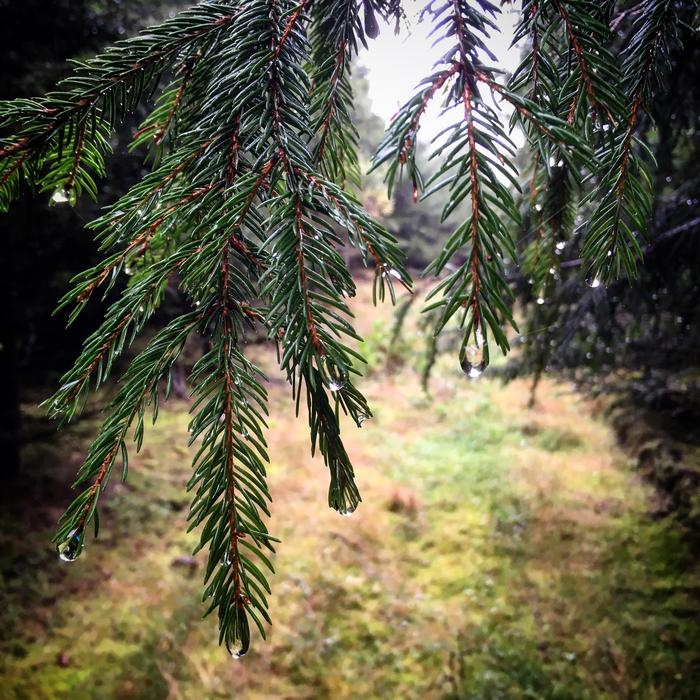 prickly Christmas trees in the forest