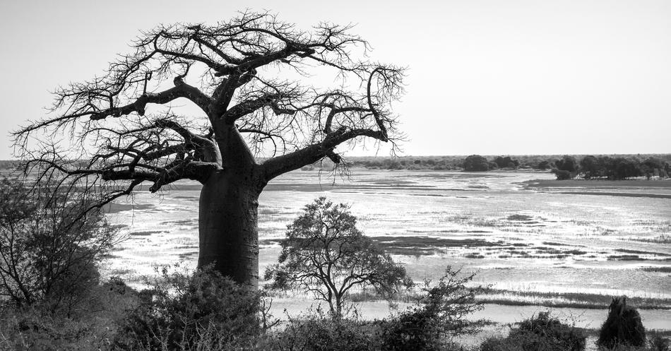 Baobab Tree Silhouetted Chobe