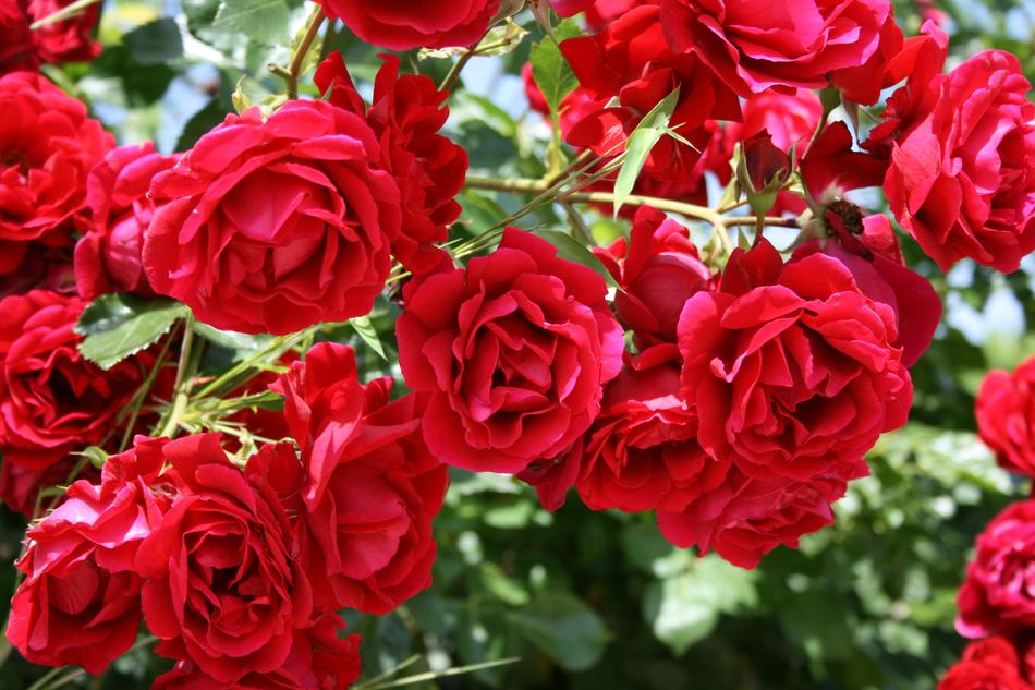 Rose Flower Flora