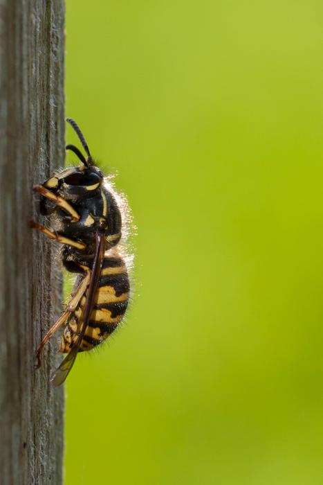 garden Nature insect macro blur