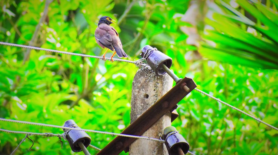 Nature Bird Wildlife