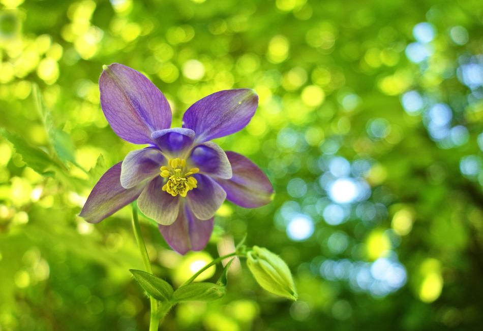 Bonnet Columbine Flower