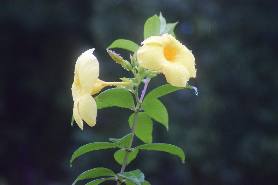 Nature Leaf Flora
