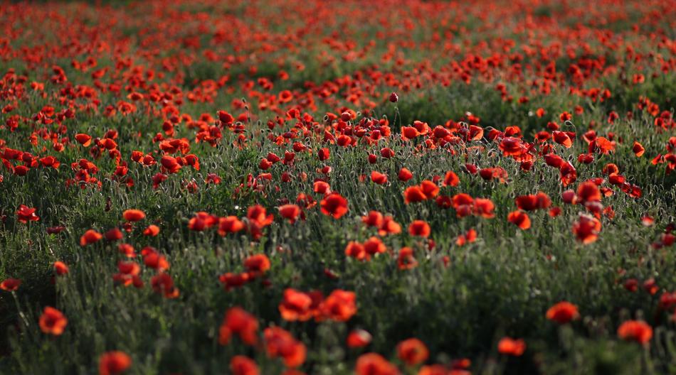 Poppies Red Plain