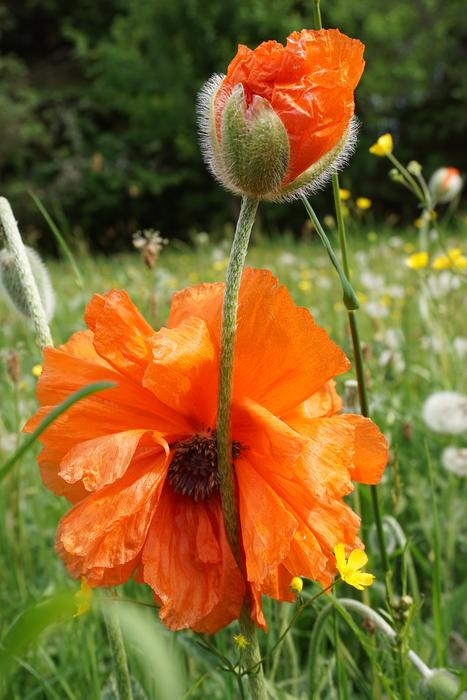Poppy Flower Orange Nature