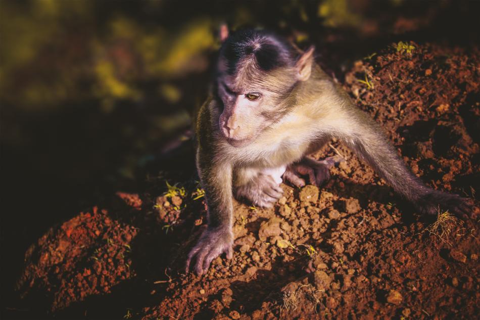 Monkey Animal Animals Wildlife